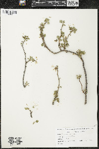 Ribes odoratum image
