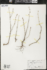Ribes missouriense image