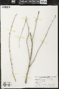 Ribes missouriense image