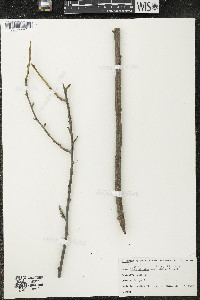 Ribes odoratum image
