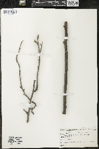 Ribes odoratum image
