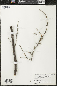 Ribes odoratum image