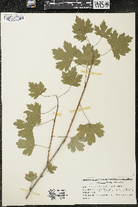 Ribes odoratum image
