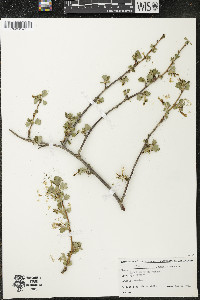 Ribes odoratum image