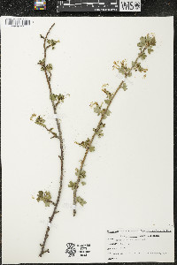 Ribes odoratum image