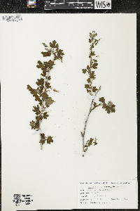 Ribes missouriense image