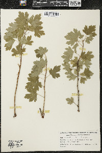 Ribes odoratum image