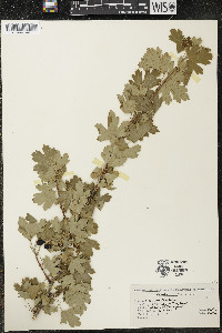 Ribes odoratum image