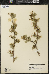 Ribes odoratum image