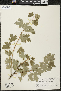 Ribes odoratum image