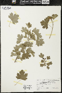 Ribes odoratum image