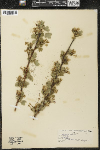 Ribes odoratum image