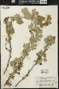 Ribes odoratum image