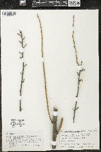 Ribes odoratum image