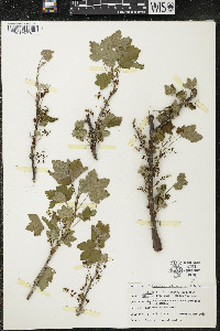Ribes rubrum image