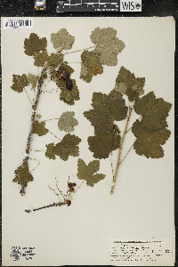 Ribes rubrum image