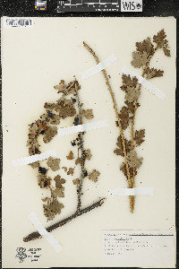 Ribes oxyacanthoides image