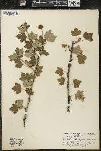 Ribes oxyacanthoides image