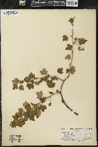 Ribes oxyacanthoides image