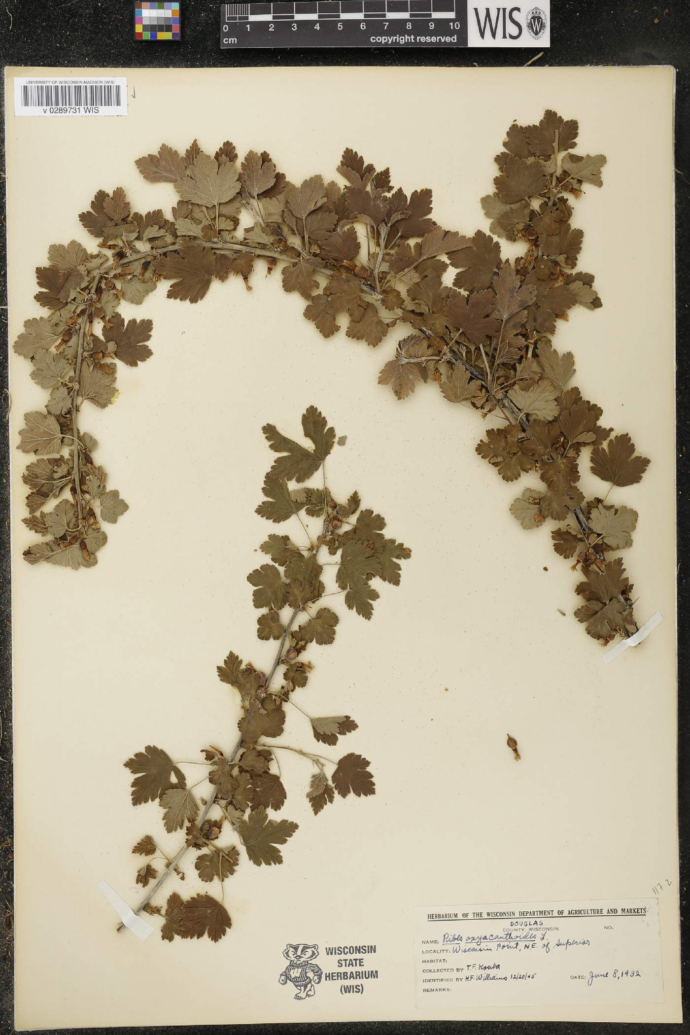 Ribes oxyacanthoides image