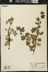 Ribes oxyacanthoides image