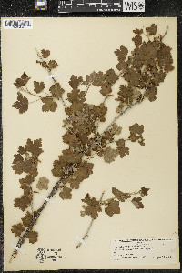 Ribes oxyacanthoides image