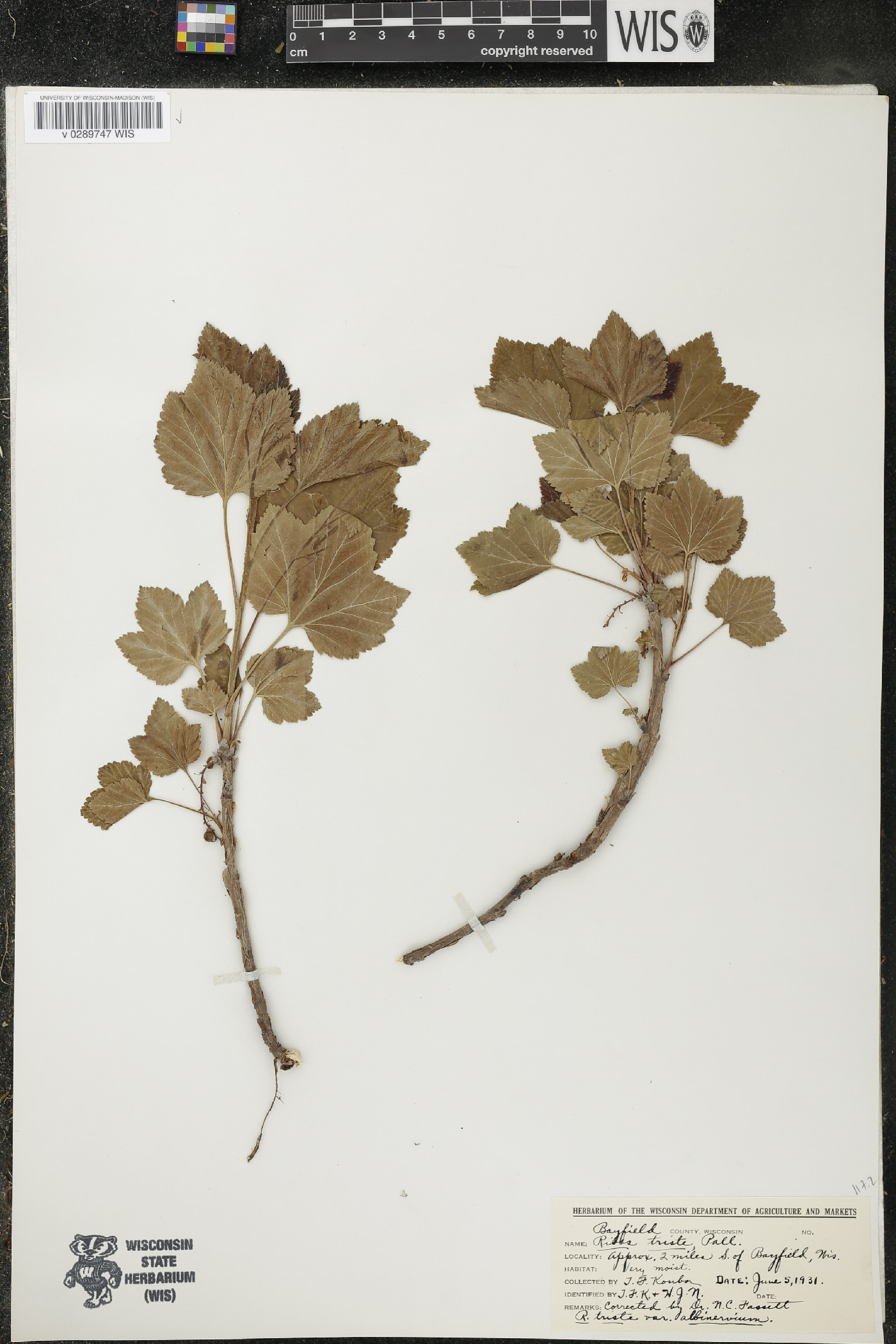 Ribes triste var. albinervium image