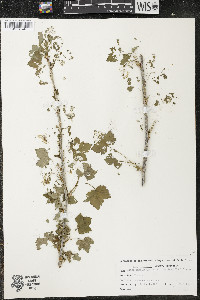 Ribes americanum image