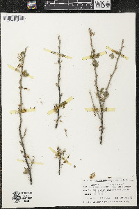 Ribes americanum image