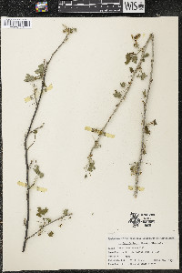 Ribes americanum image