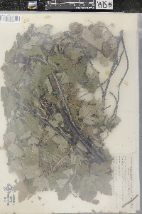 Ribes hudsonianum image