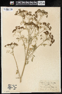 Conium maculatum image