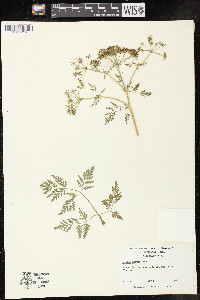 Conium maculatum image
