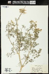 Conium maculatum image