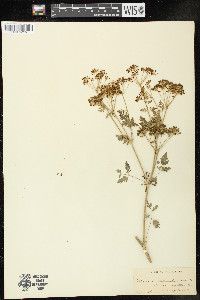 Conium maculatum image