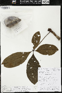 Pachira patinoi image