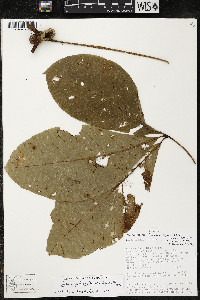 Pachira patinoi image