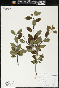 Ilex mucronata image