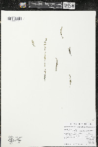 Hypericum boreale image
