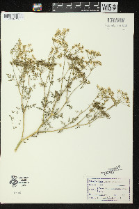 Conium maculatum image