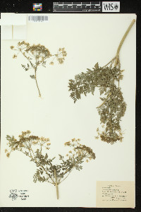 Conium maculatum image