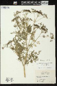 Conium maculatum image