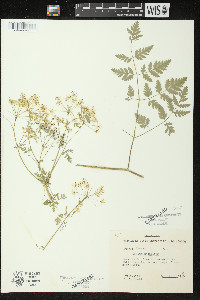 Conium maculatum image