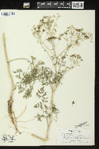 Conium maculatum image