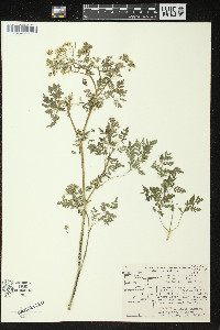 Conium maculatum image