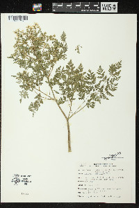 Conium maculatum image