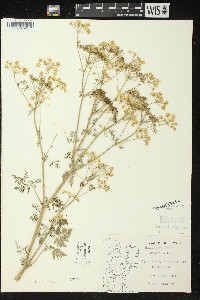 Conium maculatum image