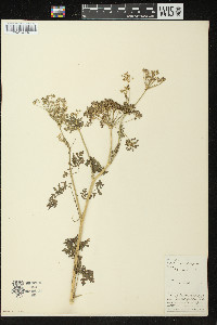 Conium maculatum image