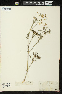 Conium maculatum image