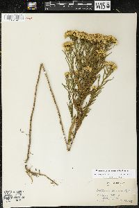 Euthamia gymnospermoides image